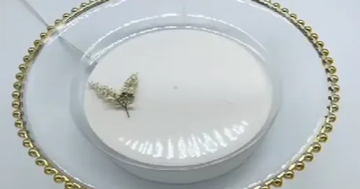 beads charger plates